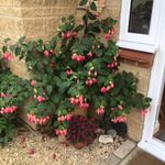 Dawn Waterman - @watermancat47lover - Instagram