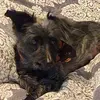 Dawn Wenger Ritchie - @dawn.wenger.ritch - TikTok