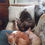 Dawn Wireman - @78stinkinwench - Instagram