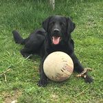 Baxter 🐶 - @__baxter_dawson__ - Instagram