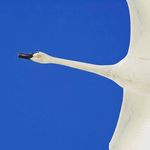 Dawson Bird - @cvogelfoto - Instagram