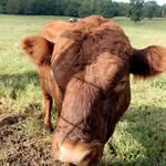 Caiden+DawsonBuckingBulls - @cd_buckingbulls - Instagram