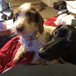 Dawson, Decker and Darcy - @dawson.decker.darcy.doxies - Instagram