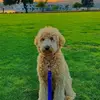 Dawson Green - @dawson.green1 - TikTok