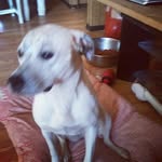 Dawson james greene - @billybobjr4207 - Instagram