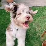 Dawson Taylor Hamilton - @aussiedoodledawson - Instagram