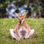Dawson&Harrison - @austrailian_boys - Instagram