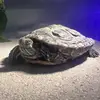 Dawson Lev - @dawson.lev - TikTok