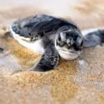 Dawson Lowe - @xxturtle4lifexx1 - Instagram