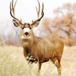 Dawson Lowe - @deerhunter5 - Instagram