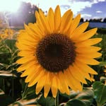 Dawson - @_dawsonlyons__dpxd - Instagram