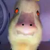 dawsonlyons - @dawsonlol69 - TikTok