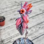 Dawson - @dawson_mclean__wzp - Instagram