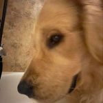 Dawson Wise and bluddy - @dawson.wise - Instagram