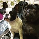 Dax Thomas - @vito_and_luna31 - Instagram