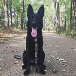 Dax Thomas - @daxtheblackgsd_ - Instagram