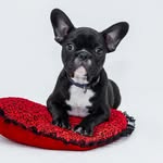 Dax Wilson - @pets__fan__land - Instagram