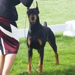 Day Hill Dobermans - @dayhilldobermans - Instagram