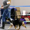 dayhilldogtraining - @dayhilldogtraining - TikTok