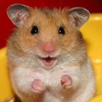 Daylin Anderson-smith - @hampstersofinsta - Instagram