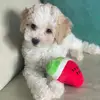 Dayna and Bailey🍄🧋 - @baileythecavapoo3 - TikTok