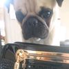 Dayna Berry - @leethepug - TikTok
