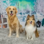 Dayna Quinn-LaFleche - @mostlydogpicsagain - Instagram