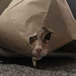 Dayna Walton - @youreagrubbygremlin - Instagram