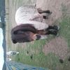 dayne.hamilton - @daynehamo123456789 - TikTok