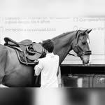Dayron Alvarez Ramos 🇪🇸 - @spoort.horses - Instagram
