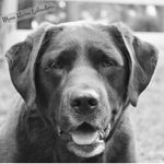 Dea Miller - @moonhavenlabradors - Instagram