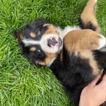Deacon Thompson - @bernerfromtheburg - Instagram
