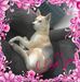 Dean Altman - Facebook