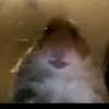 dean der echte - @deanhames - TikTok