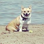Zoey Dean Armour - @zoeythecraigslistcorgi - Instagram