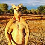 Dean Baldwin - @big_rooey - Instagram