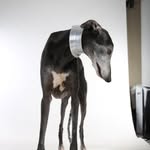 Dean Bush - @greyhoundwelfaresouthafrica - Instagram