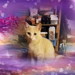 Dean Bush - @dbush6268 - Instagram