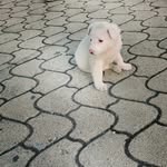 Dean Il Cane - @deanilcane - Instagram