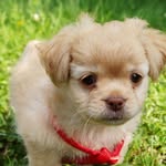 @dean_il_cane_kebab - Instagram