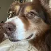 Deansvines - @deanchandler33 - TikTok