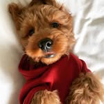 Dean Clay Anderson - @ruffy_the_pooh - Instagram