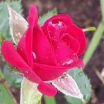 Cindy Dean Crandall - @crandallcindy - Instagram
