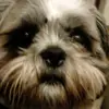 Dean@crowe - @deancrowe2 - TikTok