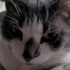 Dean Cruz - @dean.cruz3 - TikTok