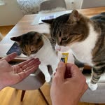 Dean & Dacota - @cats_dean_dacota - Instagram