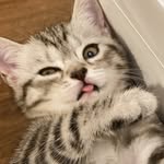 dean & daisy 🤍🪄 - @deanndaisy.cats - Instagram