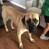 Luketheduke - @declandecoste - TikTok