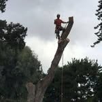 Dean Deese - @ddeese4trees - Instagram