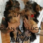 Dean&DeLucaTakeNYC - @deananddeluca_takenyc - Instagram